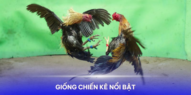 Các giống chiến kê thường thấy tại đá gà trực tiếp Thomo 24 7