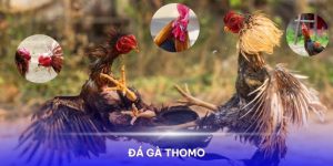 Đá gà trực tiếp Thomo 24 7