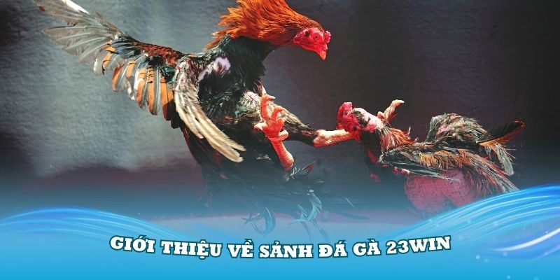 Giới thiệu về sảnh đá gà 23Win chi tiết nhất