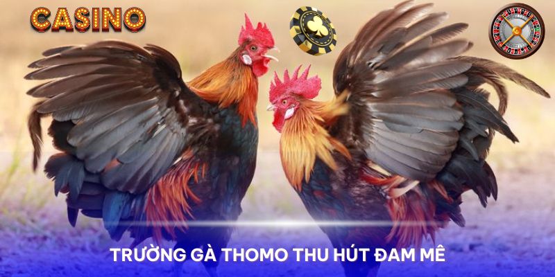 Một vài ưu điểm của đá gà trực tiếp thomo 24 7