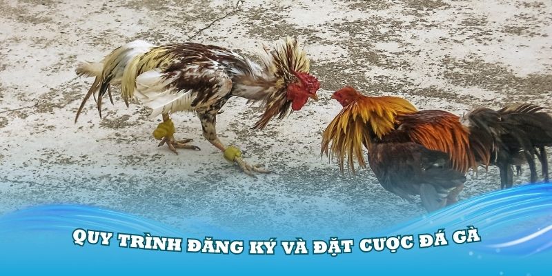 Quy trình đăng ký và đặt cược đá gà 23Win đơn giản